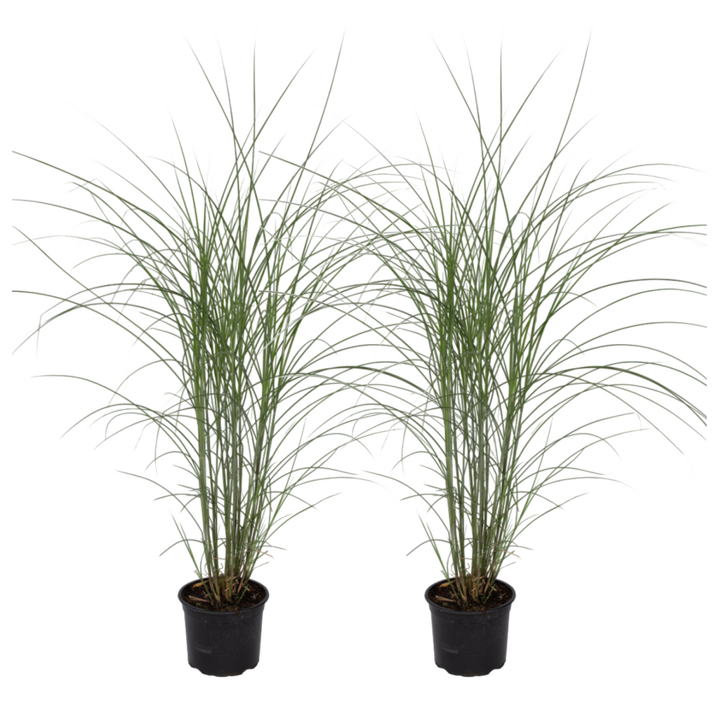 Stuf chinezesc - 2 buc - Miscanthus 'Silberspinne' - Înălţime 20-30cm - ⌀23cm