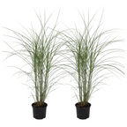 Stuf chinezesc - 2 buc - Miscanthus 'Silberspinne' - Înălţime 20-30cm - ⌀23cm