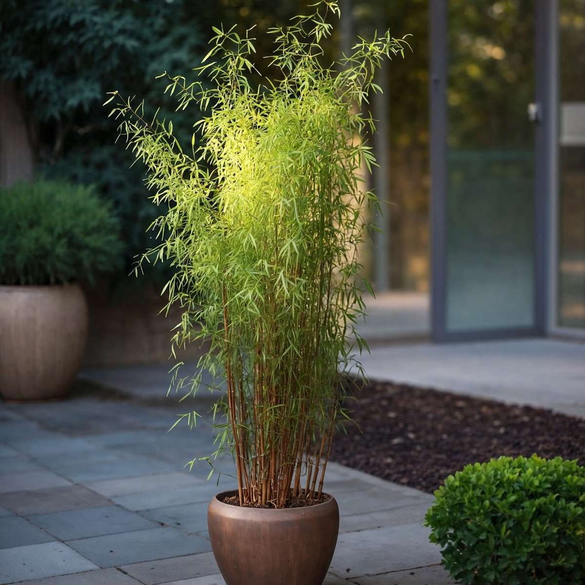 Tufa de bambus - Fargesia nitida 'Red Dragon' - Inaltime 60-80cm - ⌀17cm