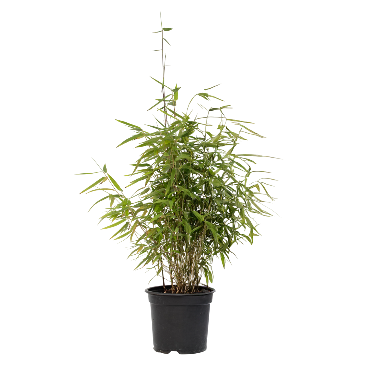 Tufa de bambus - Fargesia nitida 'Red Dragon' - Inaltime 60-80cm - ⌀17cm