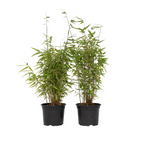 Tufa de bambus - 2 buc - Fargesia nitida 'Red Dragon' - Înălţime 60-80cm - ⌀17cm