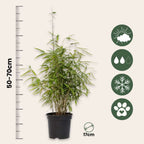 Tufa de bambus - 2 buc - Fargesia nitida 'Red Dragon' - Înălţime 50-70cm - ⌀17cm