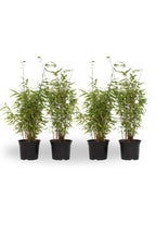 Tufa de bambus - 4 buc - Fargesia nitida 'Red Dragon' - Înălţime 50-70cm - ⌀17cm