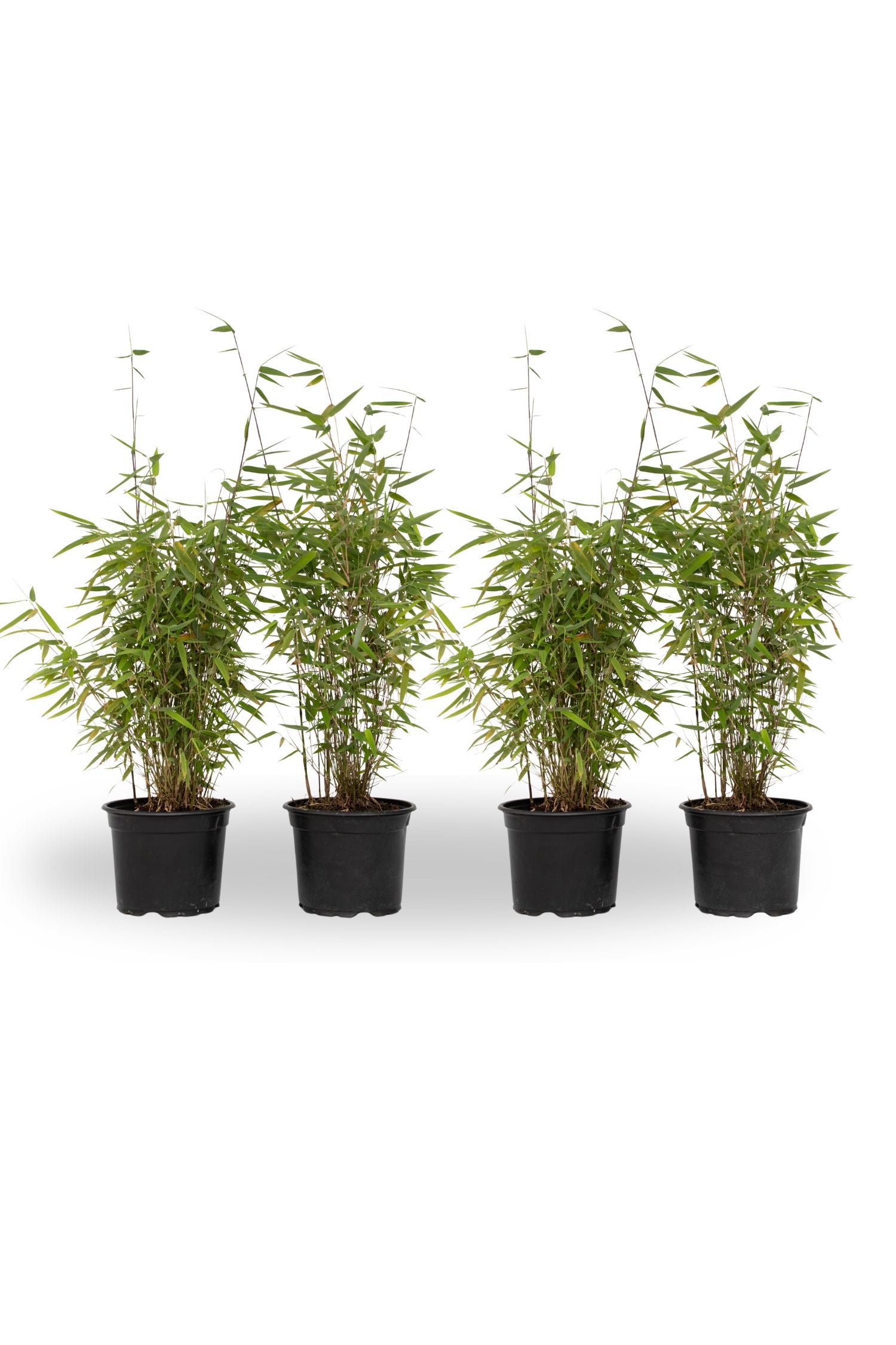 Tufa de bambus - 4 buc - Fargesia nitida 'Red Dragon' - Înălţime 50-70cm - ⌀17cm