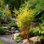 Tufa de bambus - 12 buc - Fargesia nitida 'Red Dragon - Înălţime 60-80cm - ⌀17cm