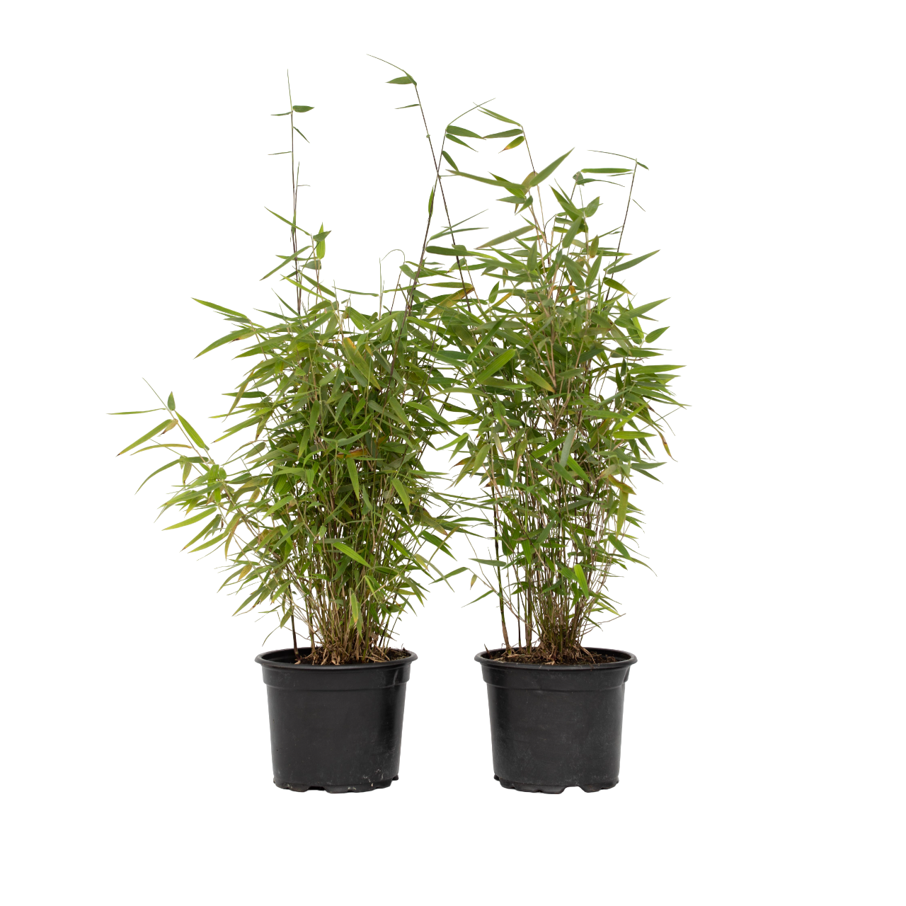 Tufa de bambus - 12 buc - Fargesia nitida 'Red Dragon - Înălţime 60-80cm - ⌀17cm