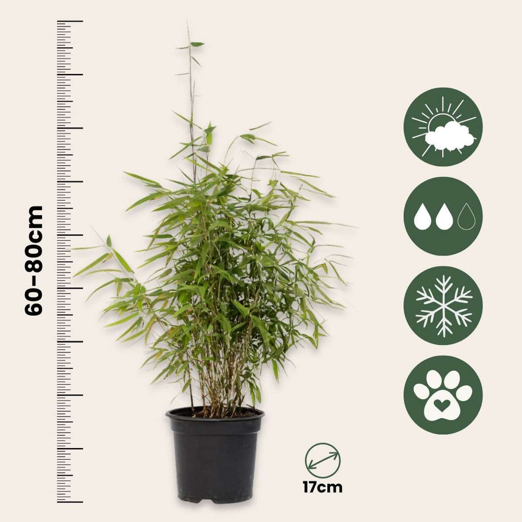 Tufa de bambus - 12 buc - Fargesia nitida 'Red Dragon - Înălţime 60-80cm - ⌀17cm