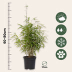 Tufa de bambus - 12 buc - Fargesia nitida 'Red Dragon - Înălţime 60-80cm - ⌀17cm