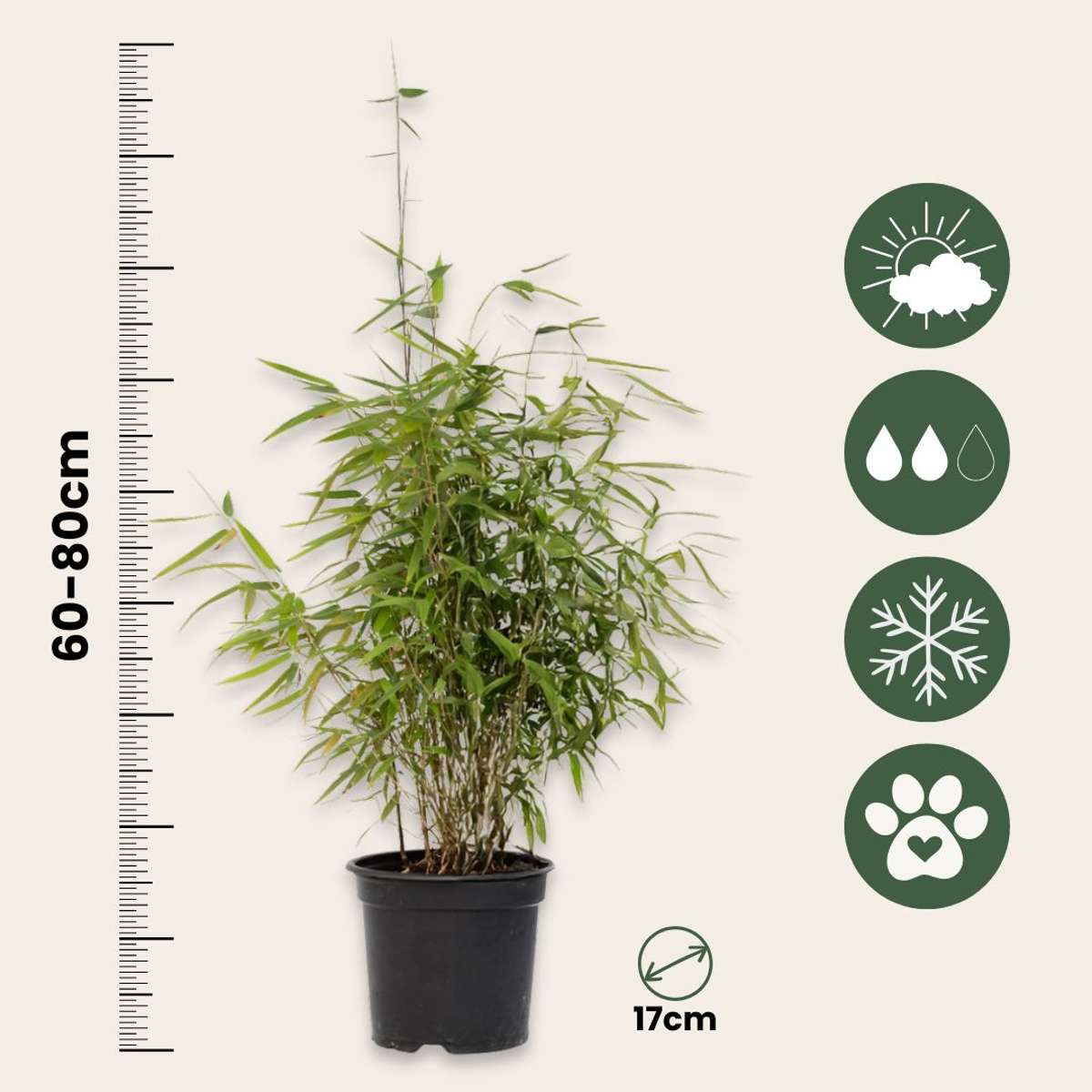 Tufa de bambus - 12 buc - Fargesia nitida 'Red Dragon - Înălţime 60-80cm - ⌀17cm