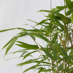 Tufa de bambus - 3 buc - Fargesia papyrifera 'Grex' - Înălţime 30-40cm - ⌀13cm