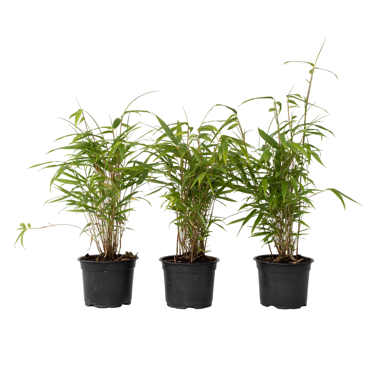 Tufa de bambus - 3 buc - Fargesia papyrifera 'Grex' - Înălţime 30-40cm - ⌀13cm