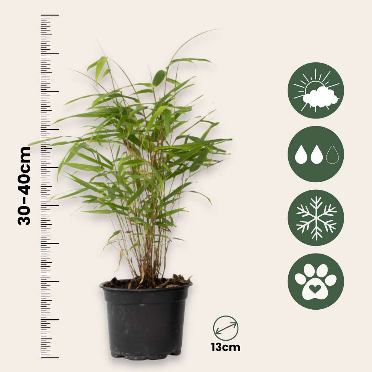 Tufa de bambus - 3 buc - Fargesia papyrifera 'Grex' - Înălţime 30-40cm - ⌀13cm