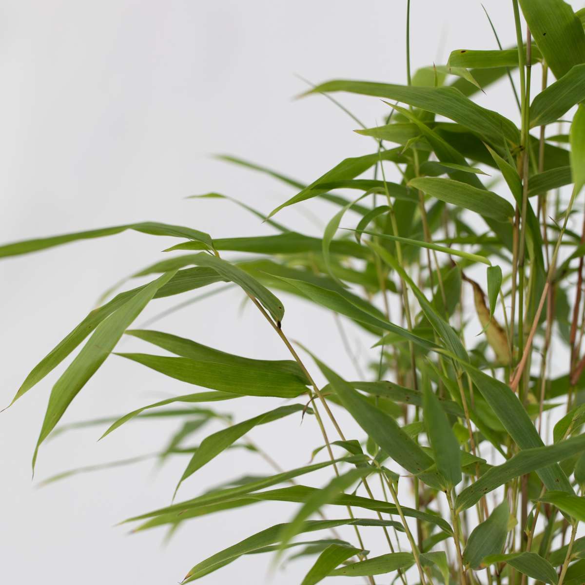 Tufa de bambus - 6 buc - Fargesia papyrifera 'Grex' - Înălţime 30-40cm - ⌀13cm