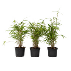 Tufa de bambus - 6 buc - Fargesia papyrifera 'Grex' - Înălţime 30-40cm - ⌀13cm