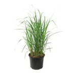 Pene de stuf - Calamagrostis 'Karl Foerster' - Înălţime 40-60cm - ⌀23cm