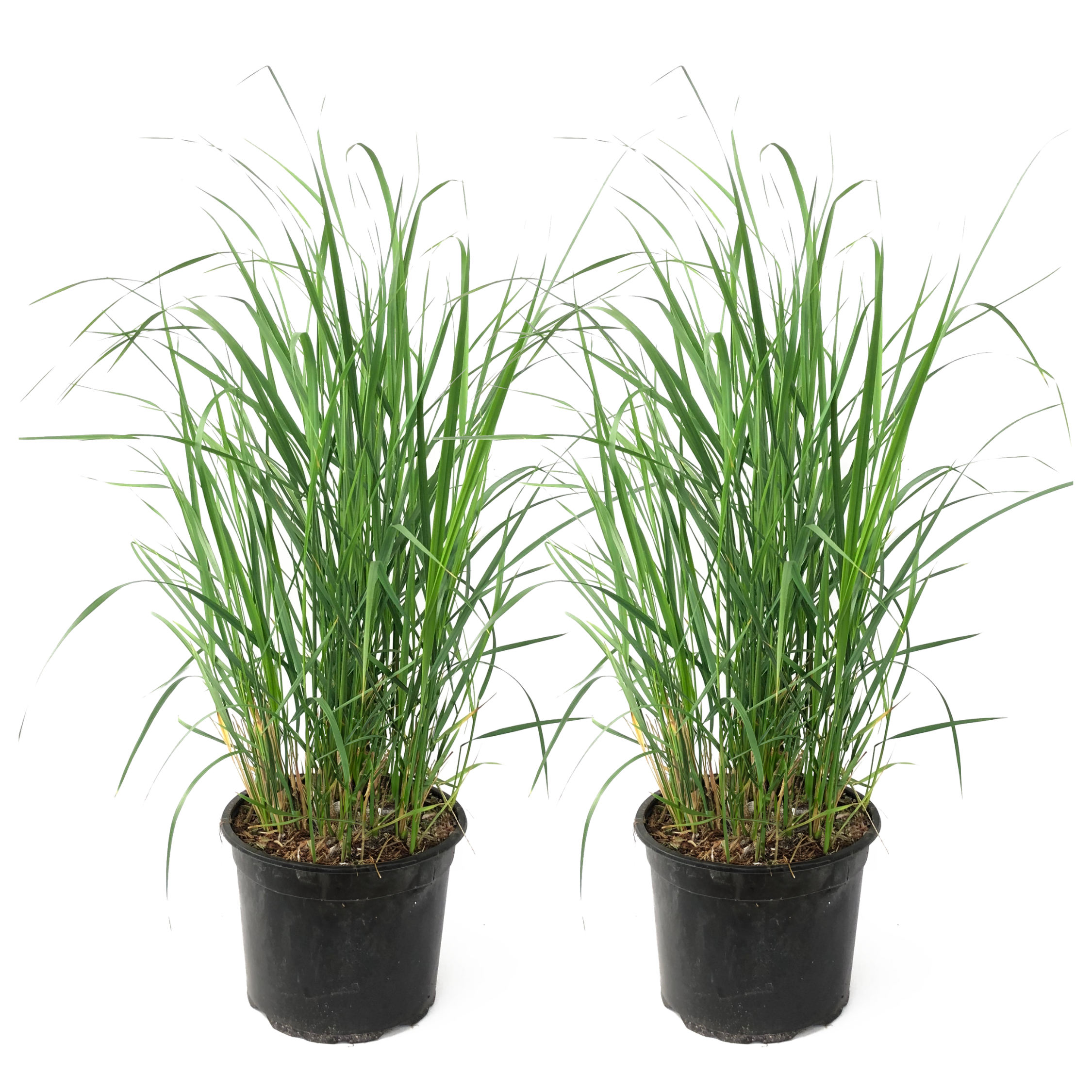 Pene de stuf - 2 buc - Calamagrostis 'Karl Foerster' - Înălţime 40-60cm - ⌀23cm