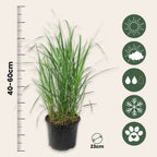 Pene de stuf - 2 buc - Calamagrostis 'Karl Foerster' - Înălţime 40-60cm - ⌀23cm