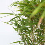 Tufa de bambus - Fargesia nitida 'Gansu' - Inaltime 50-70cm - ⌀17cm