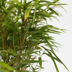 Tufa de bambus - Fargesia nitida 'Gansu' - Inaltime 50-70cm - ⌀17cm