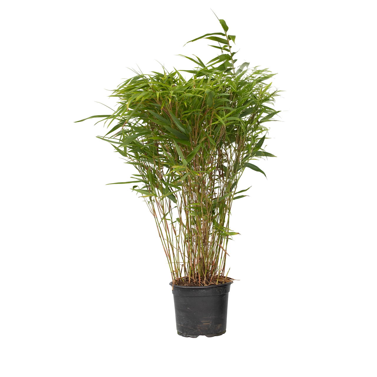 Tufa de bambus - Fargesia nitida 'Gansu' - Inaltime 50-70cm - ⌀17cm