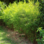 Tufa de bambus - 2 buc - Fargesia nitida 'Gansu' - Înălţime 50-70cm - ⌀17cm