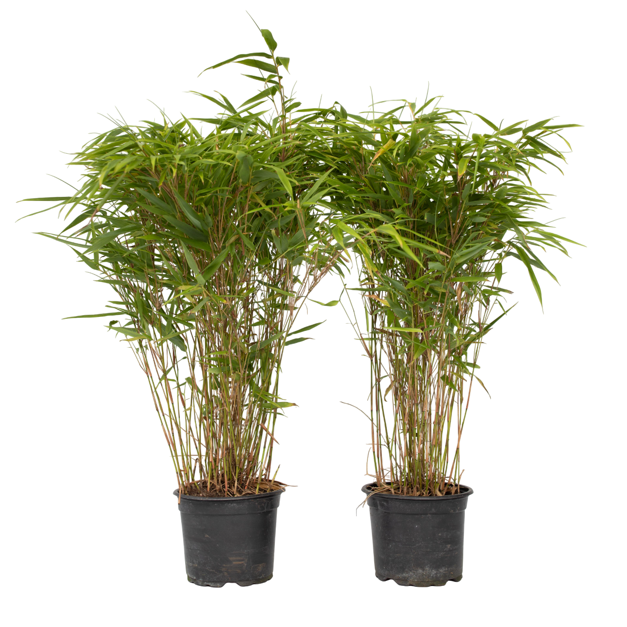 Tufa de bambus - 2 buc - Fargesia nitida 'Gansu' - Înălţime 50-70cm - ⌀17cm