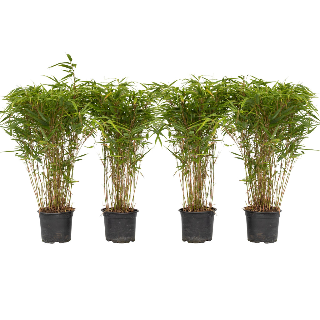 Tufa de bambus - 4 buc - Fargesia nitida 'Gansu' - Înălţime 50-70cm - ⌀17cm