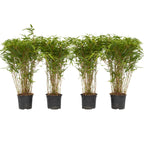 Tufa de bambus - 4 buc - Fargesia nitida 'Gansu' - Înălţime 50-70cm - ⌀17cm