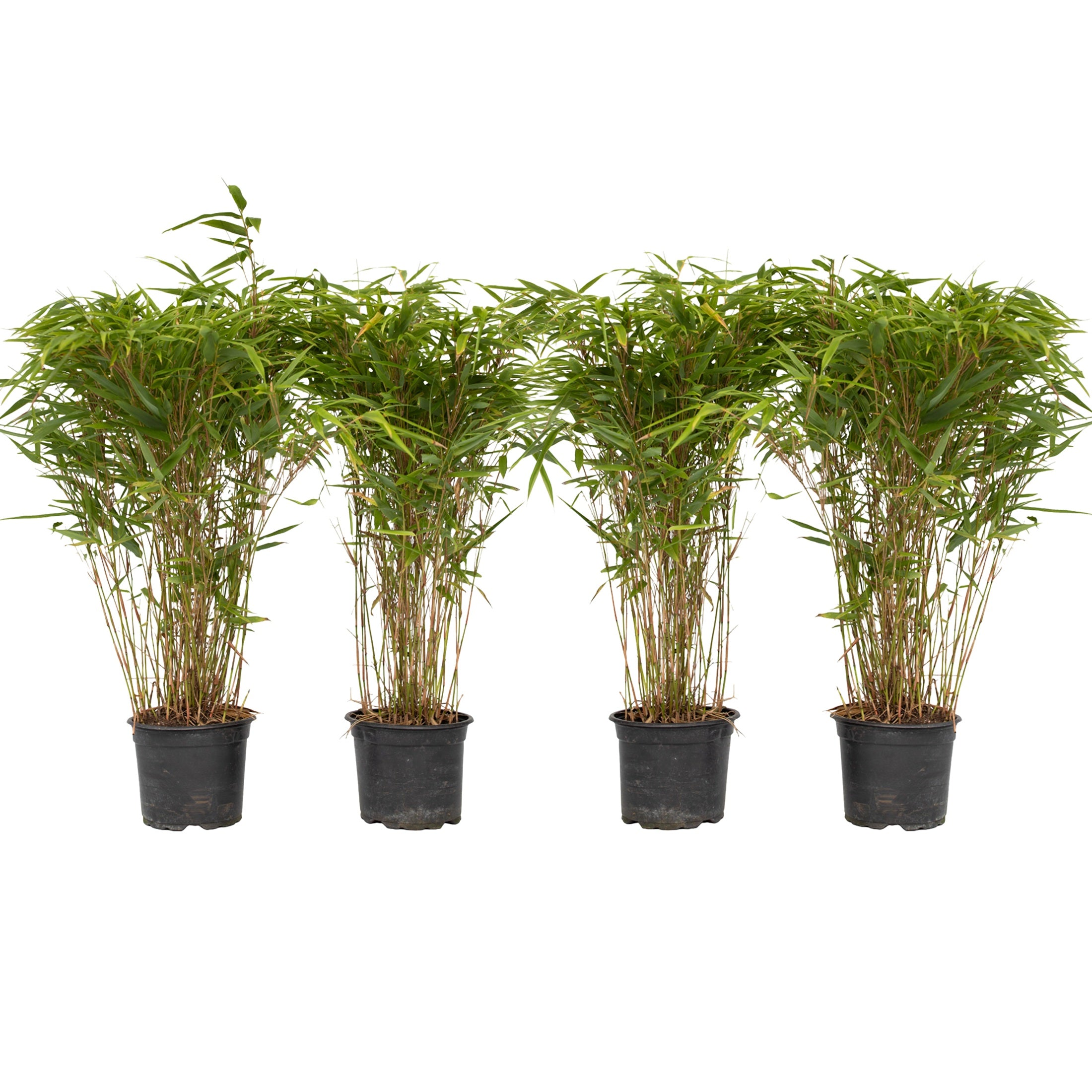 Tufa de bambus - 4 buc - Fargesia nitida 'Gansu' - Înălţime 50-70cm - ⌀17cm