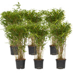 Tufa de bambus - 12 buc - Fargesia nitida 'Gansu' - Înălţime 50-70cm - ⌀17cm
