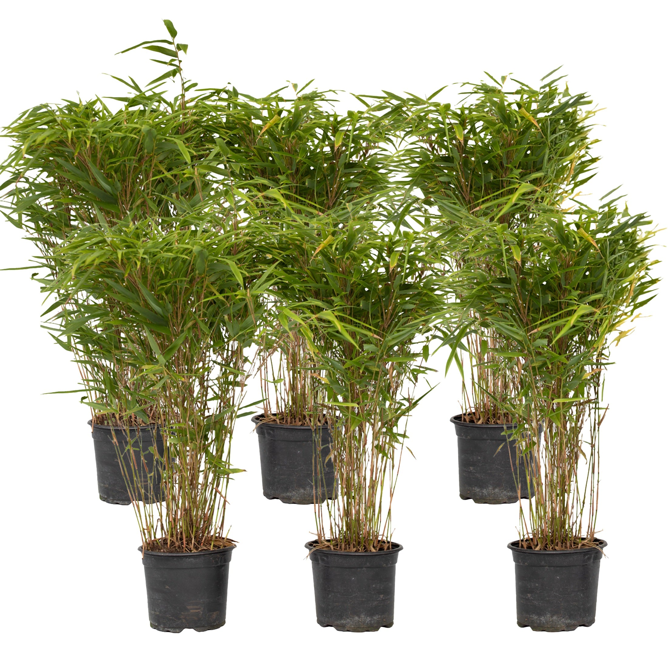 Tufa de bambus - 12 buc - Fargesia nitida 'Gansu' - Înălţime 50-70cm - ⌀17cm