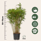 Tufa de bambus - 12 buc - Fargesia nitida 'Gansu' - Înălţime 50-70cm - ⌀17cm