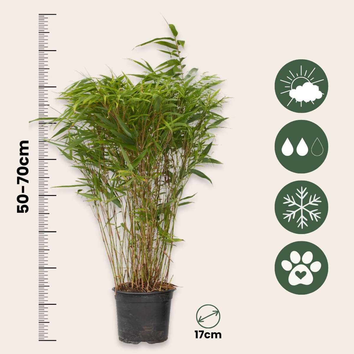 Tufa de bambus - 12 buc - Fargesia nitida 'Gansu' - Înălţime 50-70cm - ⌀17cm