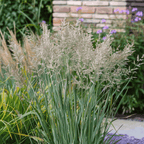 Iarbă ornamentală - 2 buc - Panicum 'Heavy Metal' - Înălţime 40-60cm - ⌀23cm