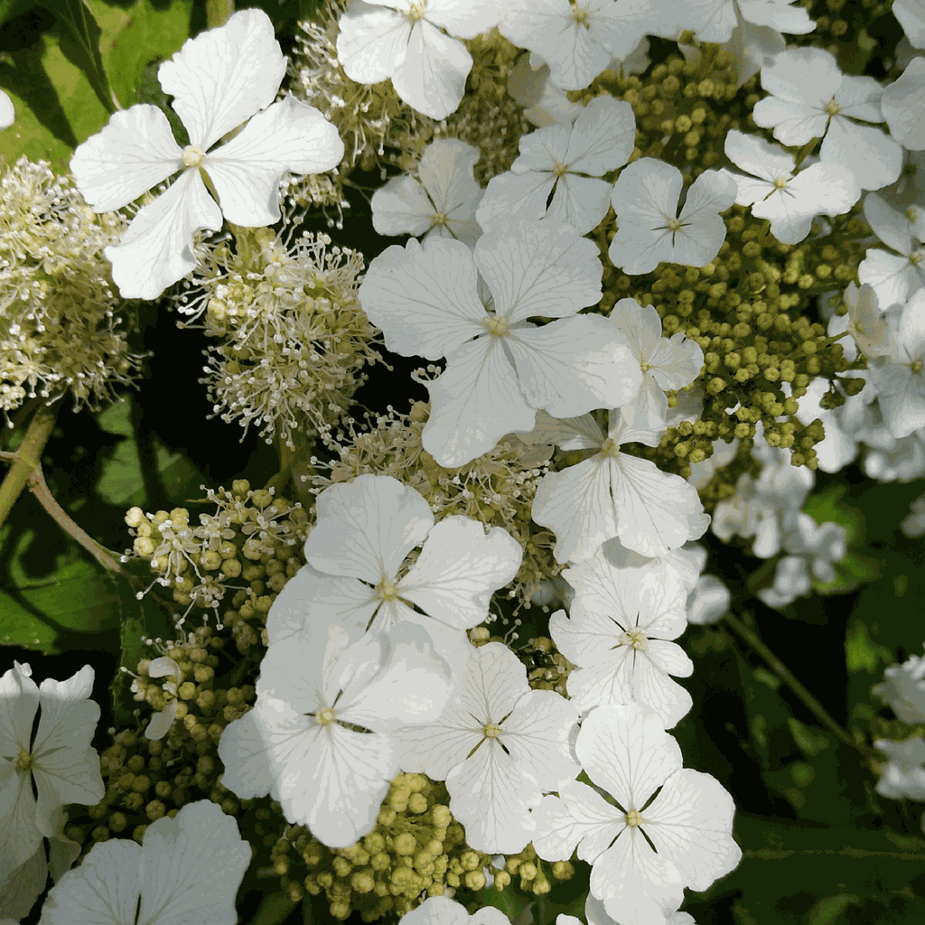 Hortensie - 2 buc - Hydrangea 'Ice Crystal' - Înălţime 25-40cm - ⌀19cm