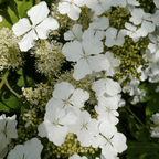 Hortensie - 2 buc - Hydrangea 'Ice Crystal' - Înălţime 25-40cm - ⌀19cm