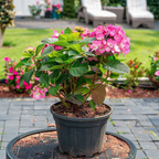 Hortensie - Hydrangea paniculata 'Dare Devil' - Înălţime 25-40cm - ⌀19cm