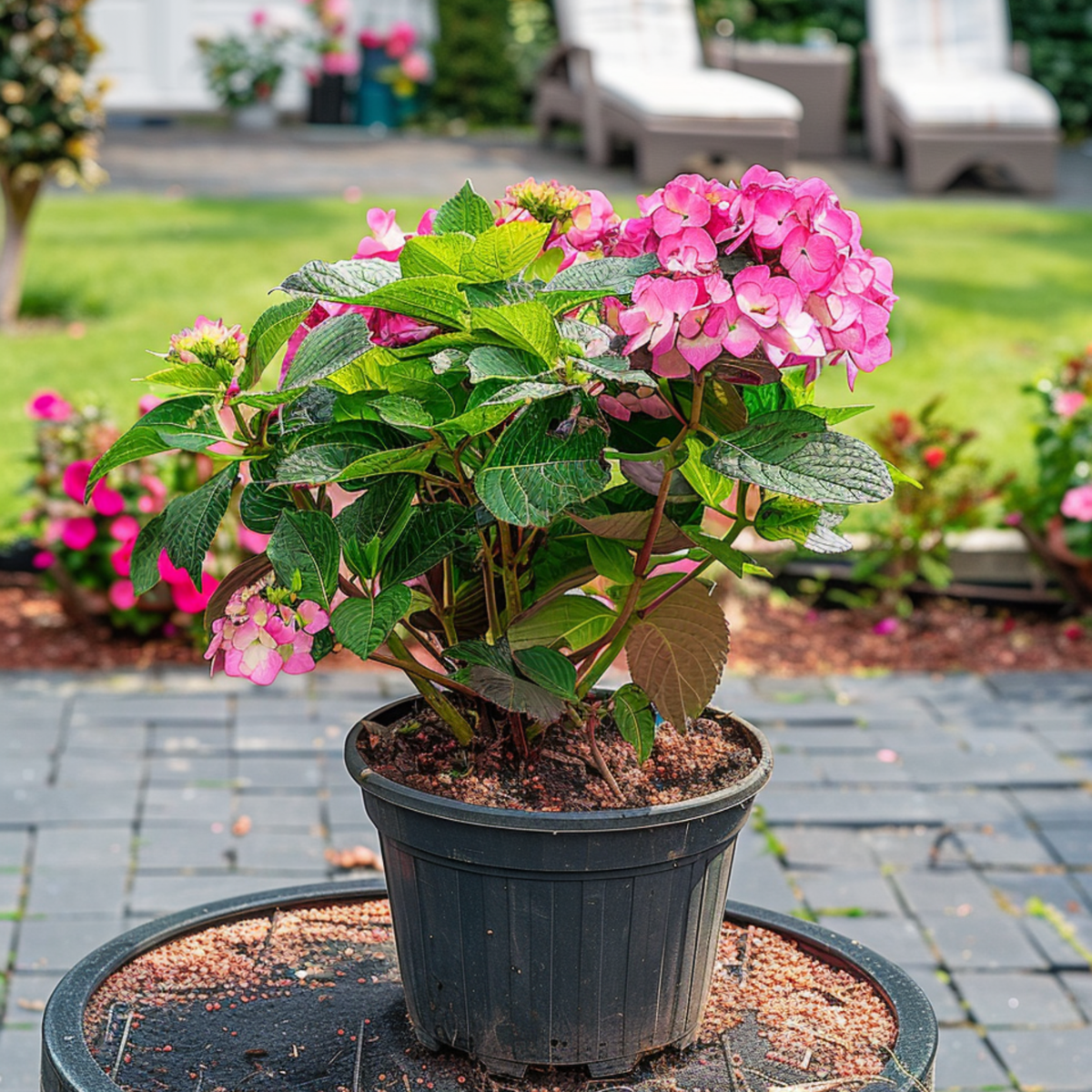 Hortensie - Hydrangea paniculata 'Dare Devil' - Înălţime 25-40cm - ⌀19cm