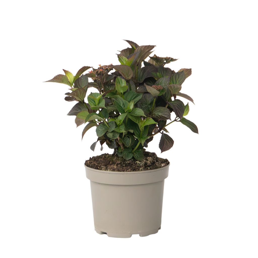 Hortensie - Hydrangea paniculata 'Dare Devil' - Înălţime 25-40cm - ⌀19cm
