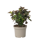 Hortensie - Hydrangea paniculata 'Dare Devil' - Înălţime 25-40cm - ⌀19cm