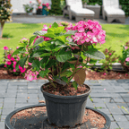 Hortensie - 2 buc - Hydrangea 'Dare Devil' - Înălţime 25-40cm - ⌀19cm