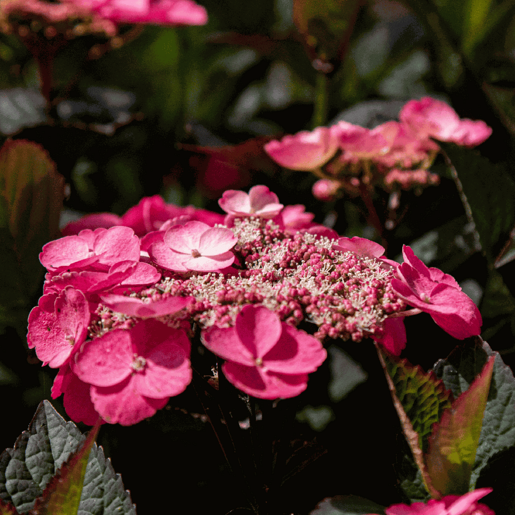 Hortensie - 2 buc - Hydrangea 'Dare Devil' - Înălţime 25-40cm - ⌀19cm