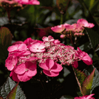 Hortensie - 2 buc - Hydrangea 'Dare Devil' - Înălţime 25-40cm - ⌀19cm