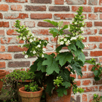 Hortensie - 2 buc - Hydrangea 'Toy Soldier' - Înălţime 25-40cm - ⌀19cm