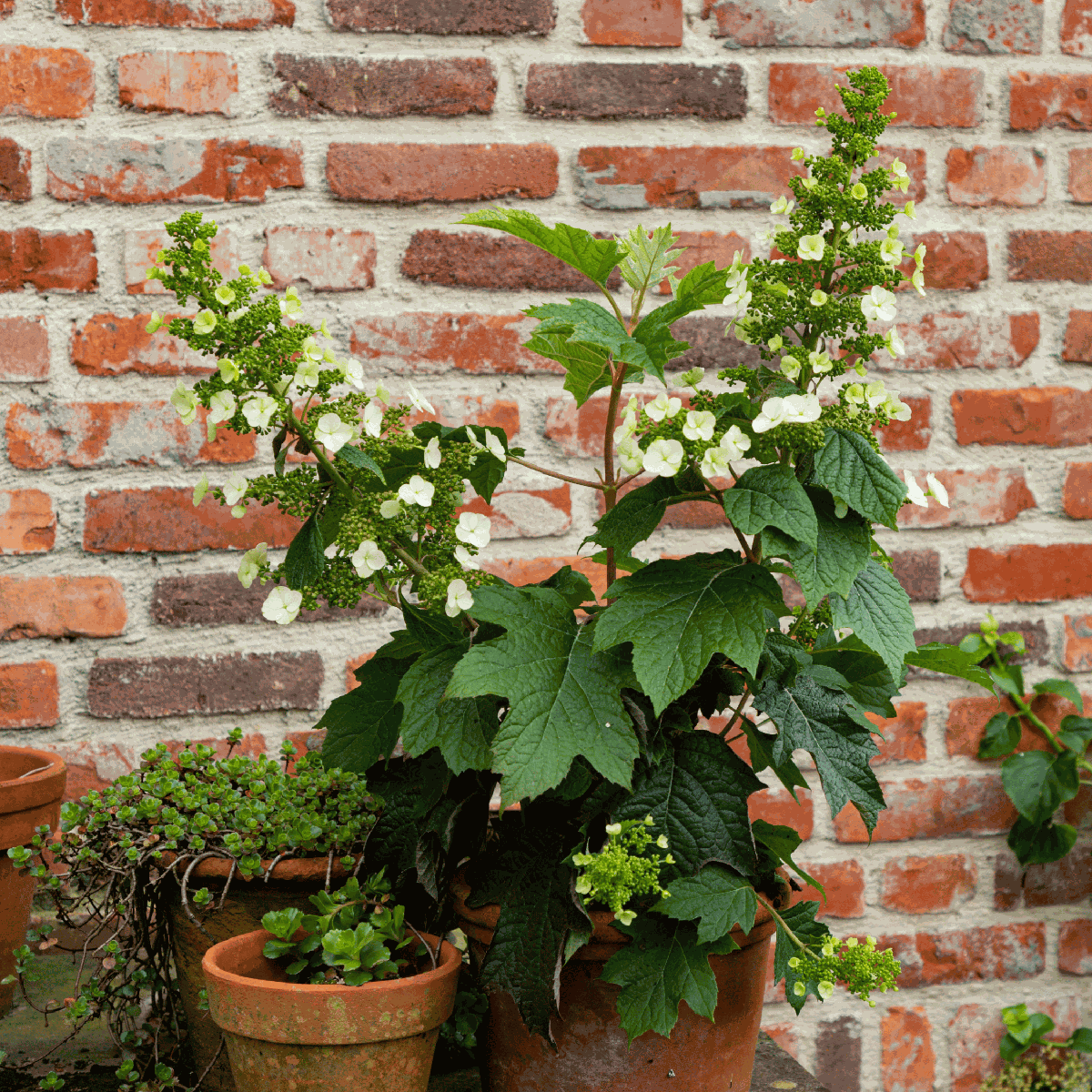 Hortensie - 2 buc - Hydrangea 'Toy Soldier' - Înălţime 25-40cm - ⌀19cm