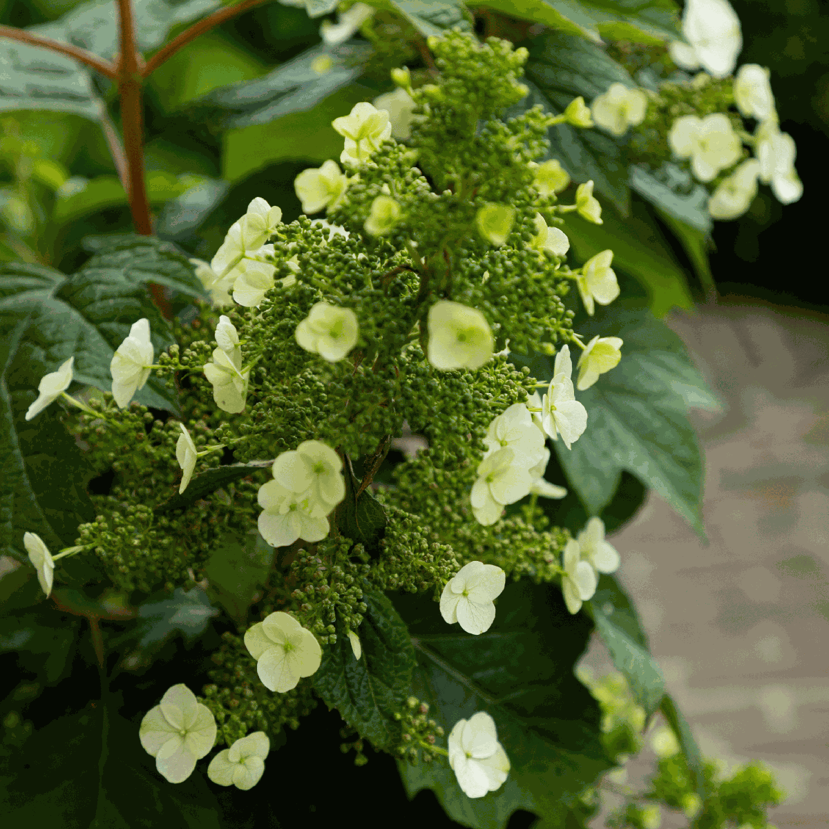 Hortensie - 2 buc - Hydrangea 'Toy Soldier' - Înălţime 25-40cm - ⌀19cm