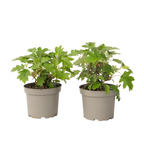 Hortensie - 2 buc - Hydrangea 'Toy Soldier' - Înălţime 25-40cm - ⌀19cm