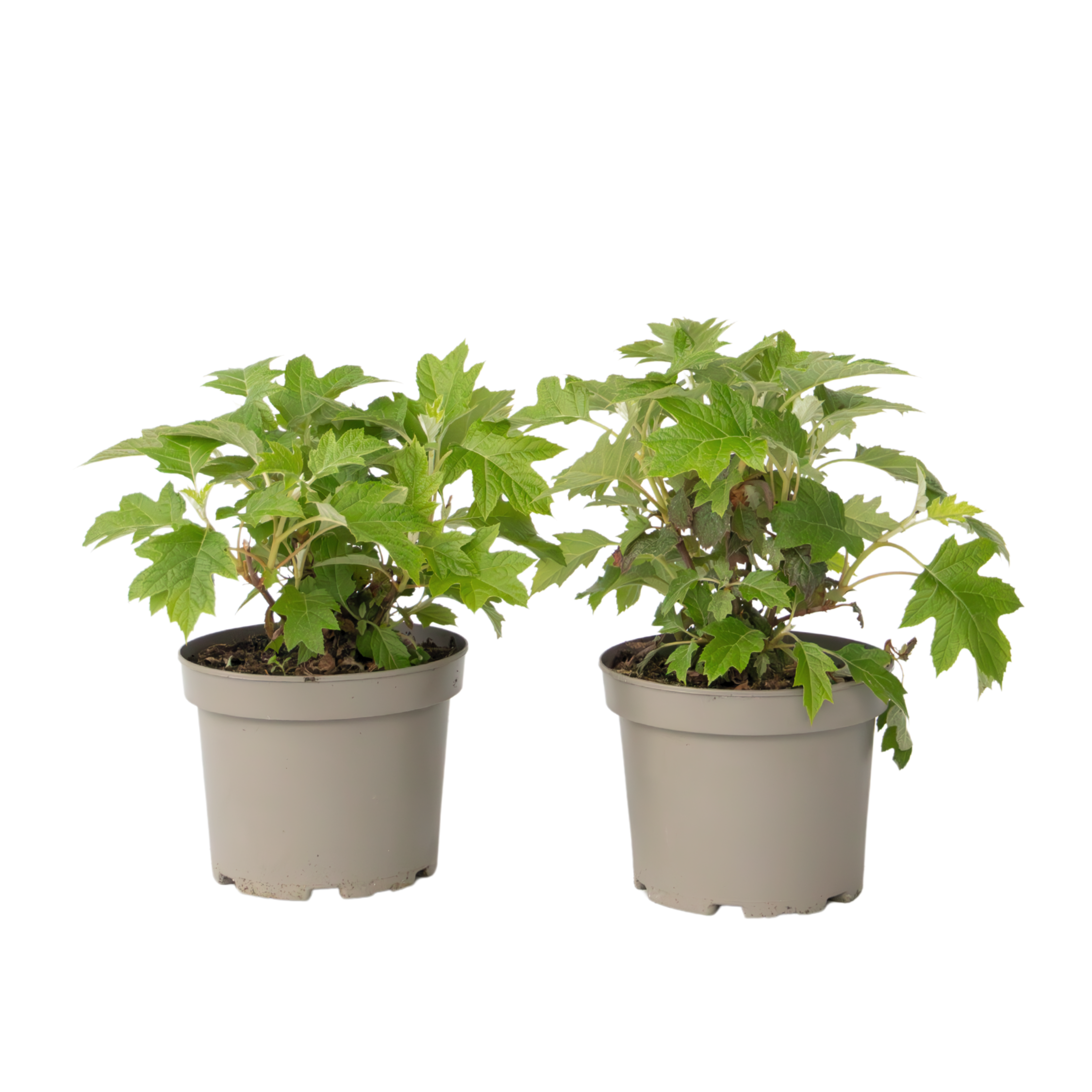 Hortensie - 2 buc - Hydrangea 'Toy Soldier' - Înălţime 25-40cm - ⌀19cm