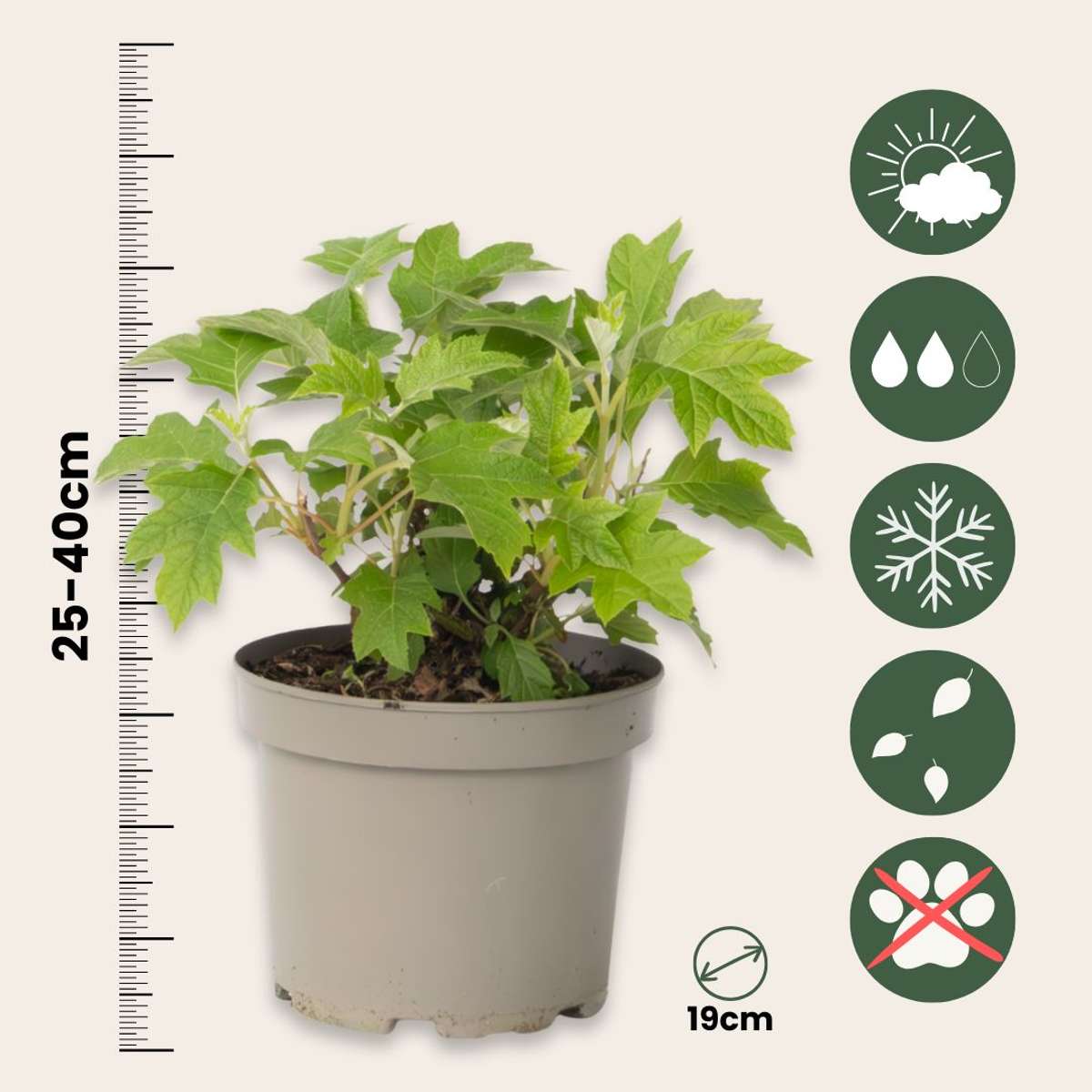 Hortensie - 2 buc - Hydrangea 'Toy Soldier' - Înălţime 25-40cm - ⌀19cm