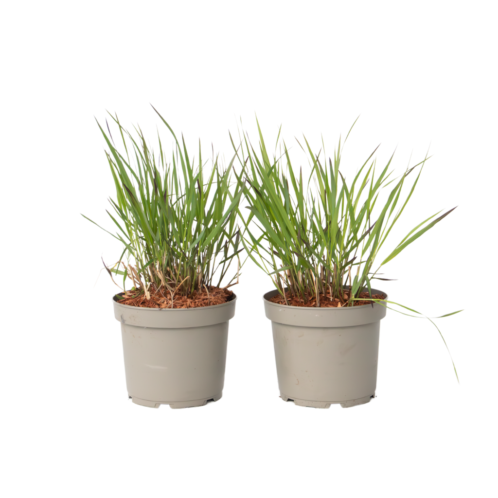 Iarbă cu degete - 2 buc. - Panicum Virgatum 'Squaw' - Înălțime 40-60cm - ⌀23cm